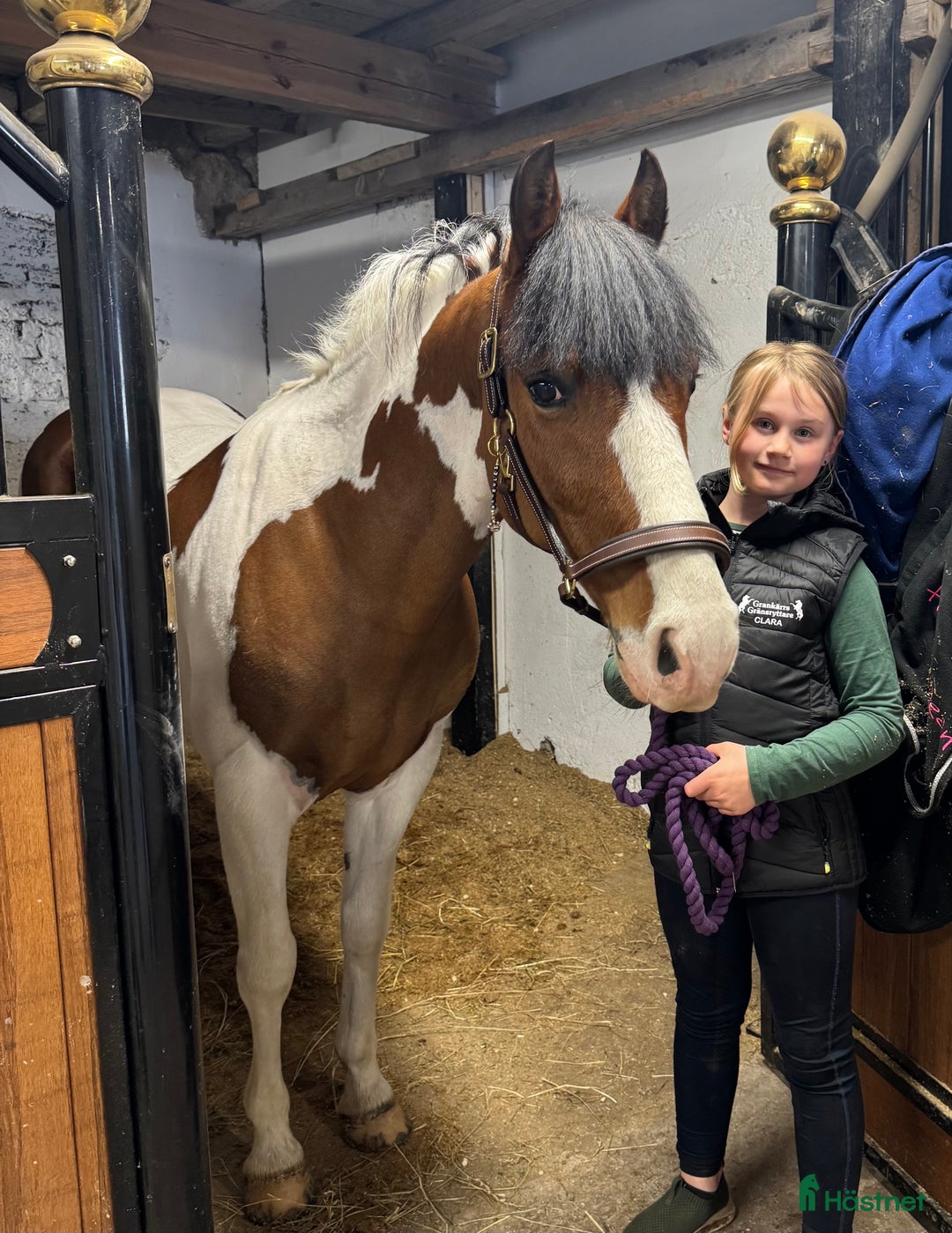 Hoppning hästar till salu: Oslipad diamant för de högre klasserna  i Gränna - Annons 3