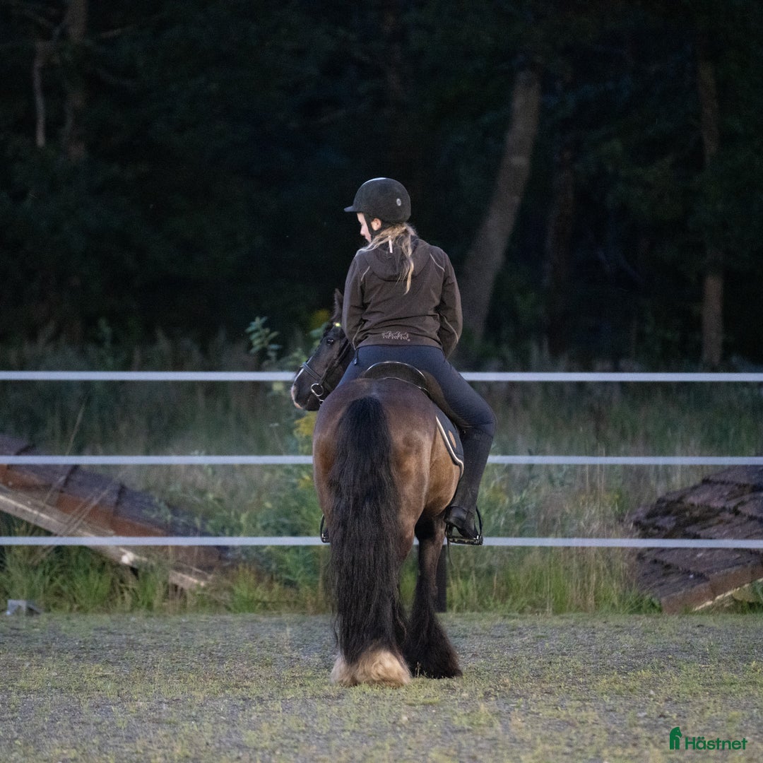 Övrigt hästar till salu: Irish Cob valack Bas i Tyringe - Annons 2