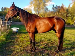 hästar Tävlingsskorna på hyllan? i Tidaholm - Annons 4