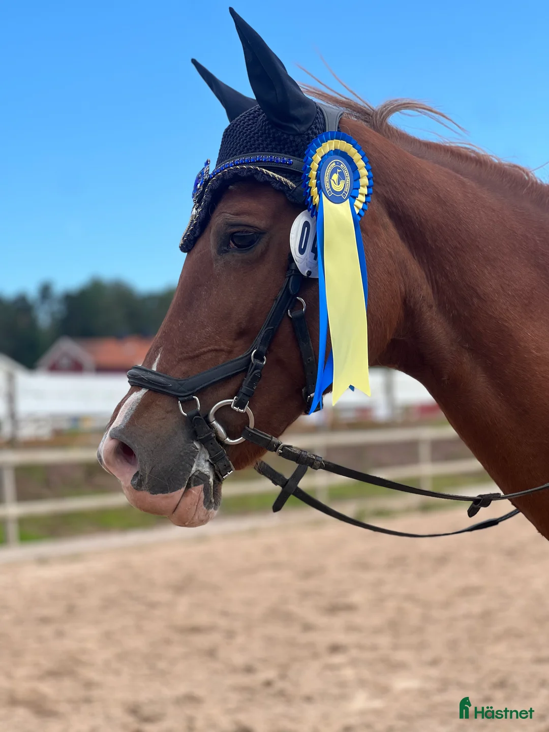 Allround hästar till salu: Läromästare och rosettplockare💕 - Annons 8