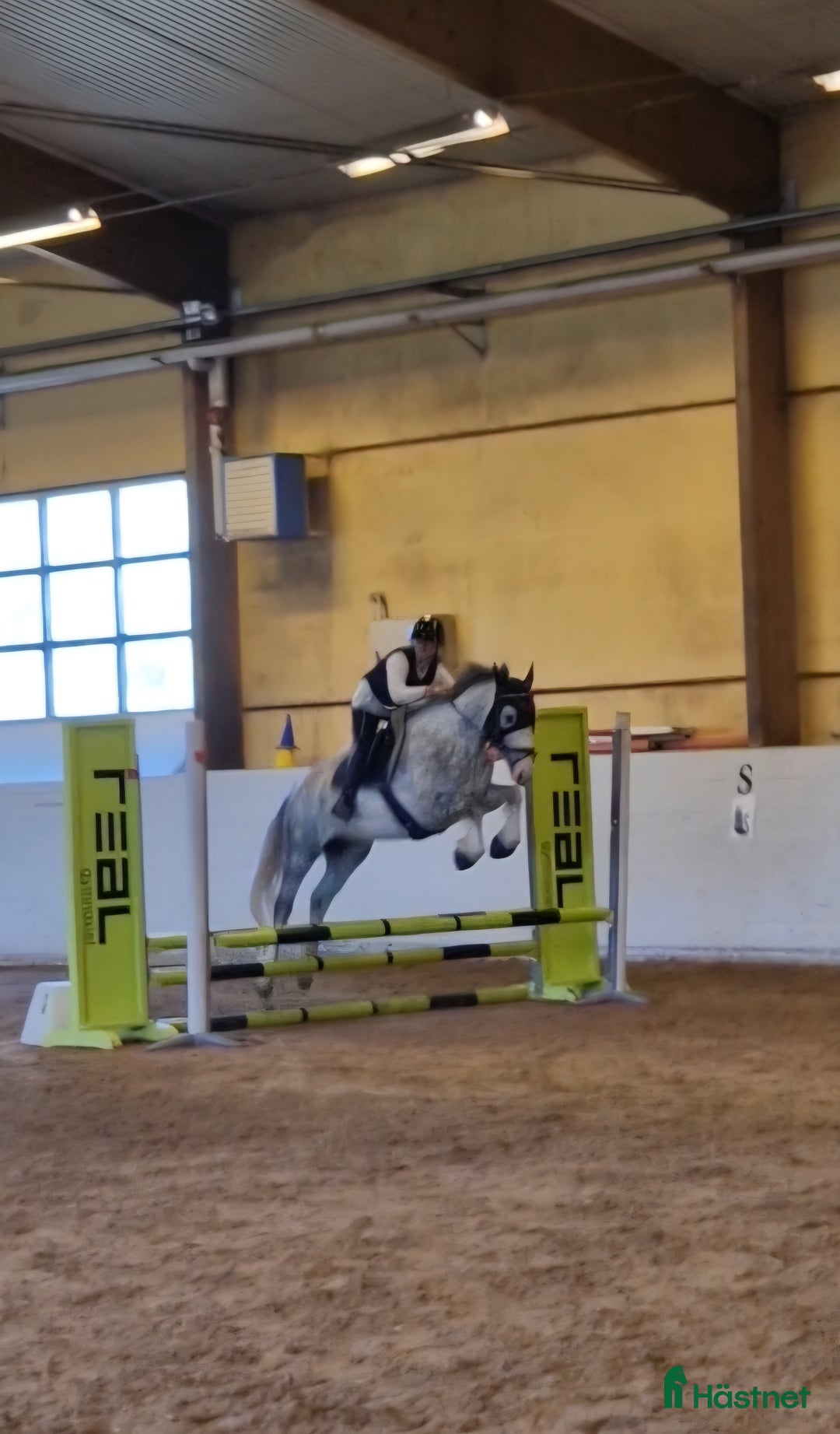 Allround hästar till salu: Supertrevlig pigg ponny med kapacitet i Västerås - Annons 4