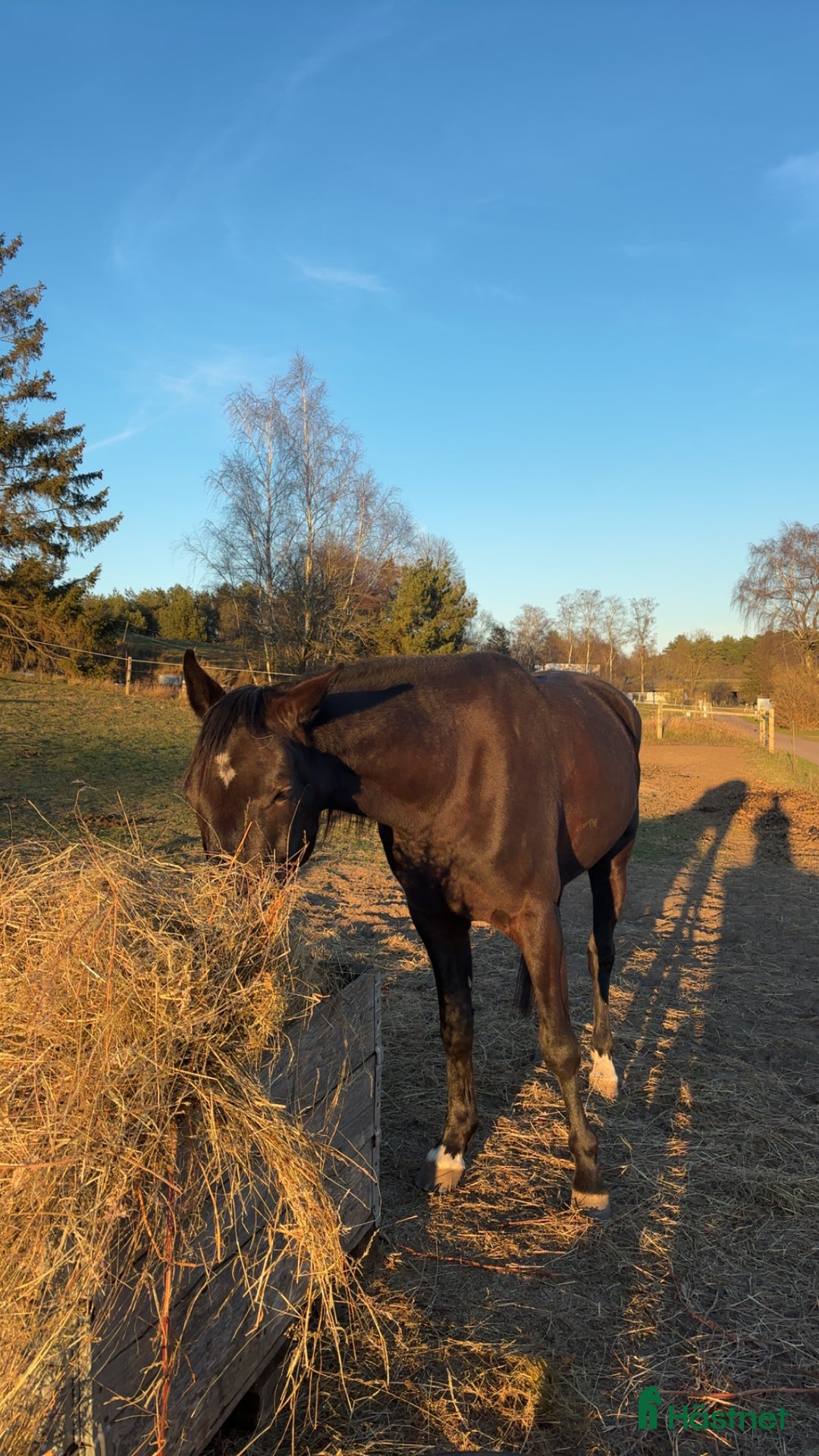 Allround hästar till salu: Toppen trevlig kille i Sjöbo - Annons 1