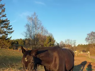 Allround hästar till salu: Toppen trevlig kille - Annons 2