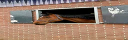 Hoppning hästar till salu: Fantastiskt sto - Annons 1