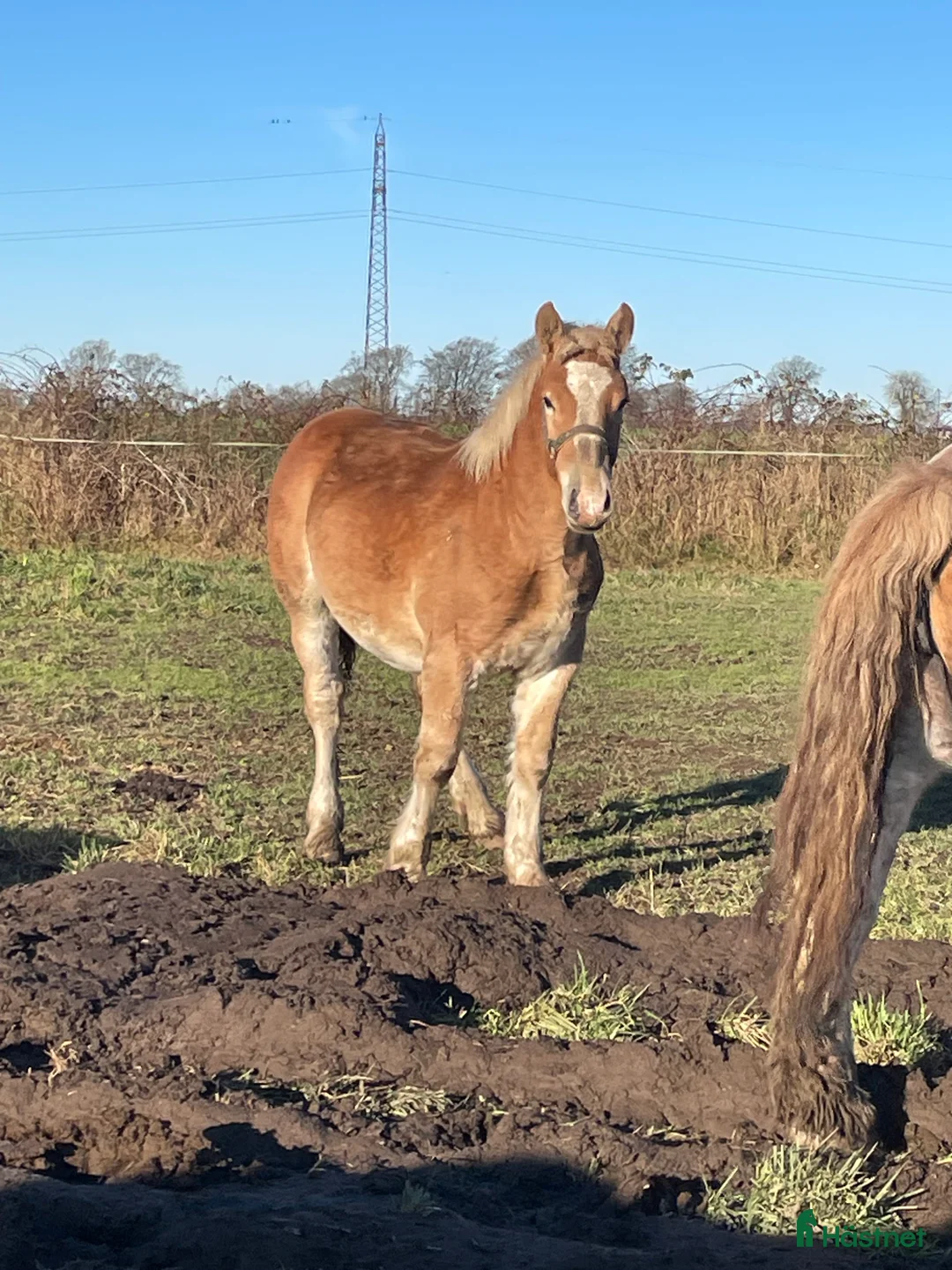 Allround hästar till salu: Härliga föl  - Annons 2
