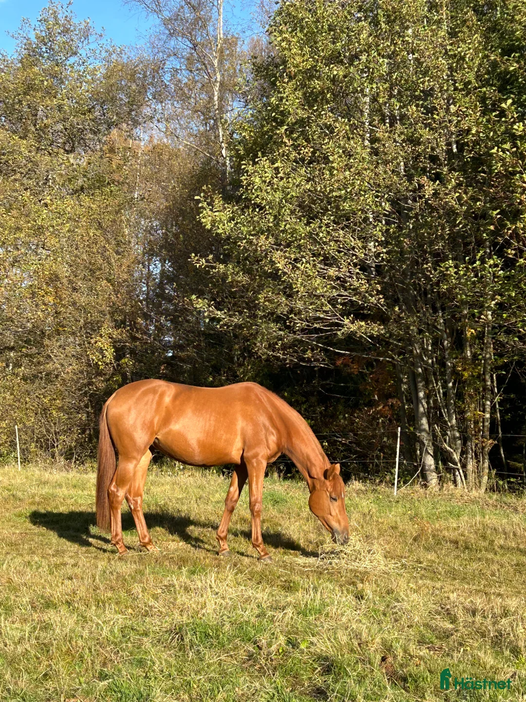 Dressyr hästar till salu: Fin treåring - Annons 3