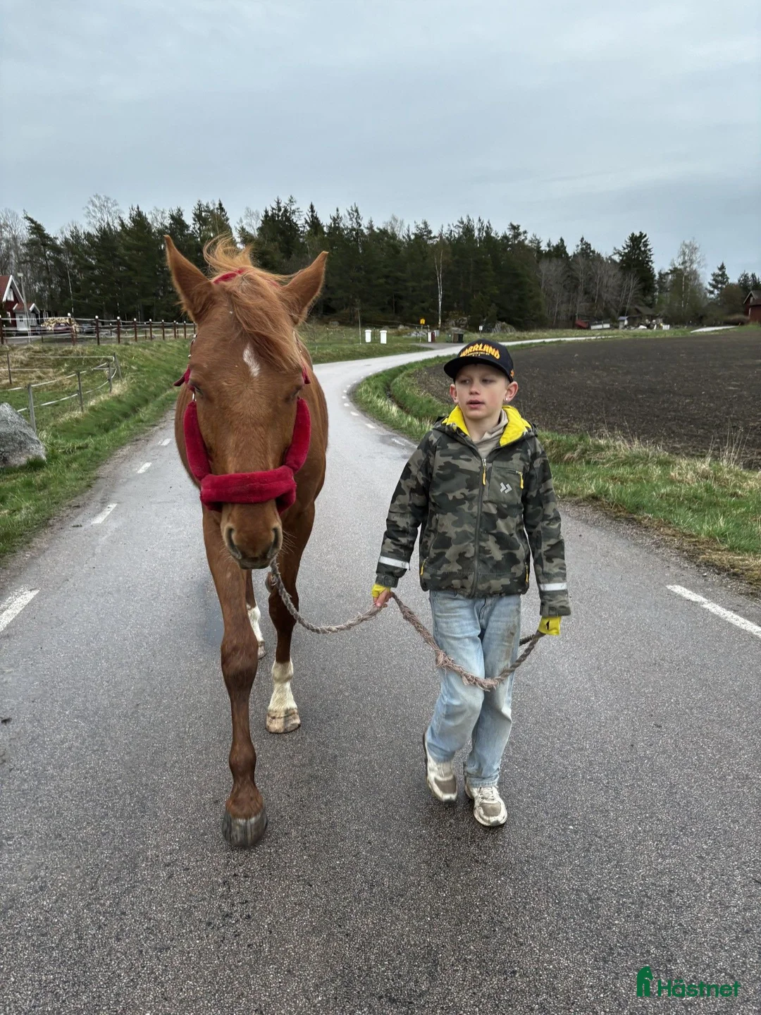 Allround hästar sökes: B-ponny sökes! - Annons 3