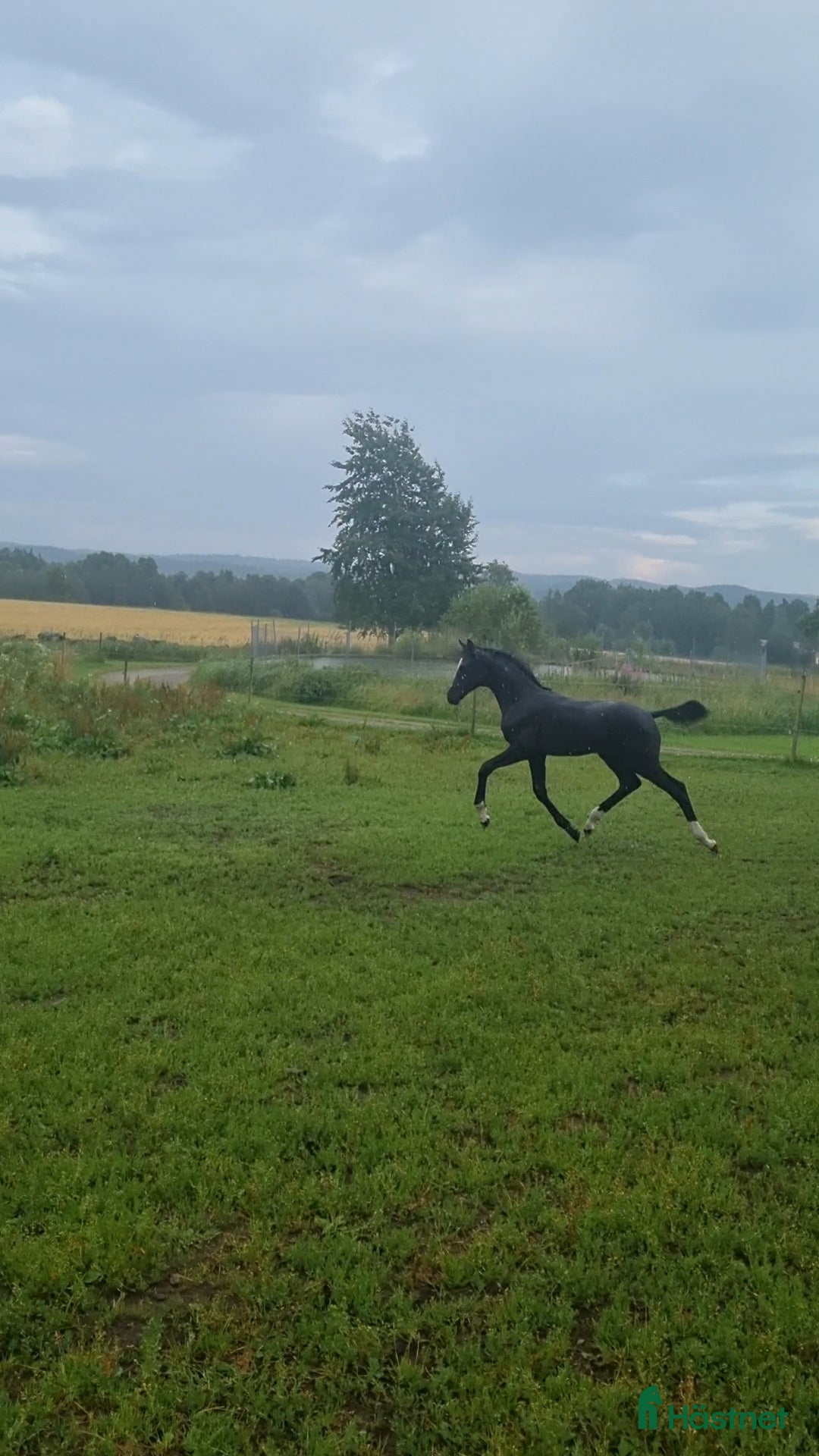 Dressyr hästar till salu: Charmigt svart hingstföl i Gällstad - Annons 9
