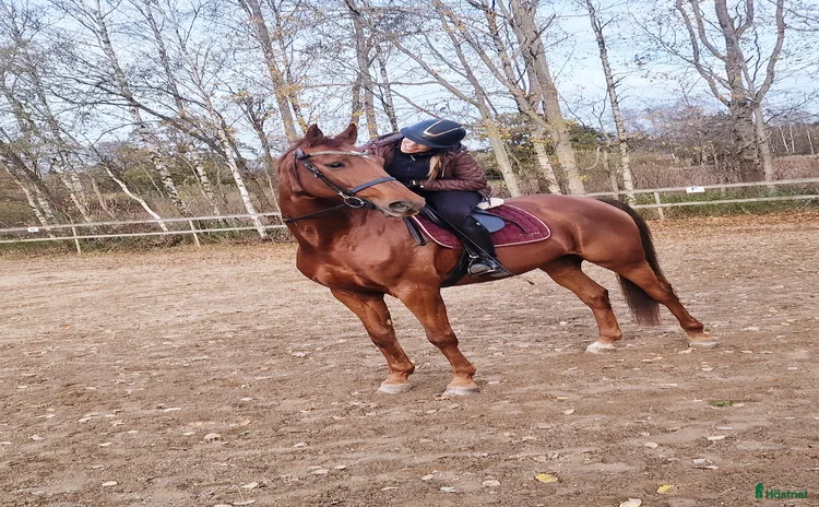  hästar i Eskilstuna - Annons 16