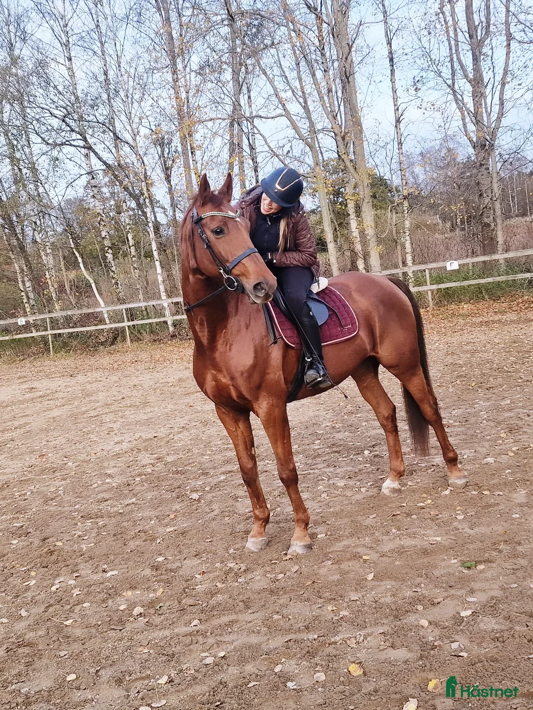 Allround hästar sökes: Söker sto till flocken pga flytt till hästgård! - Annons 1