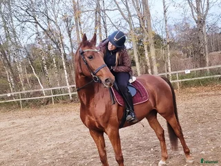 hästar Söker sto till flocken pga flytt till hästgård! i Eskilstuna - Annons 20