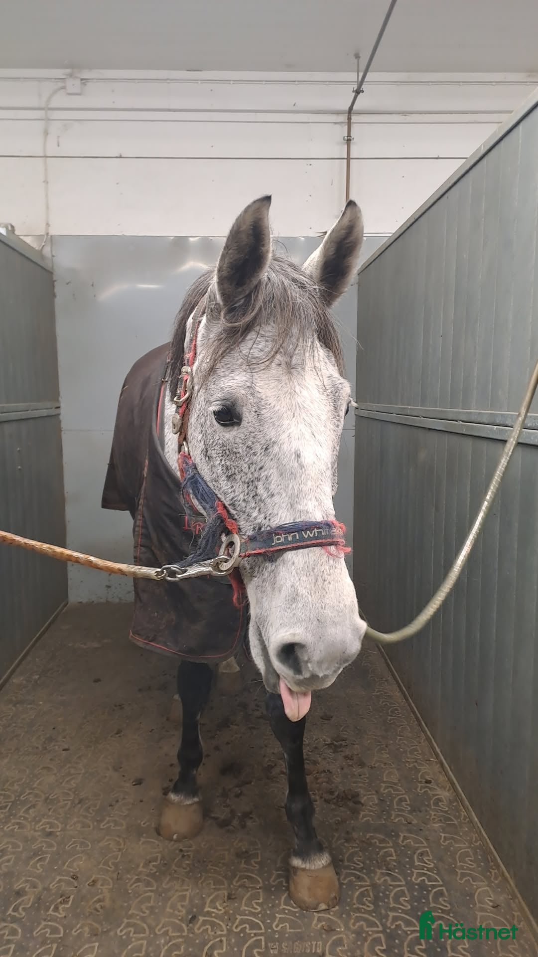  hästar Västervik med omnejd! - Annons 15