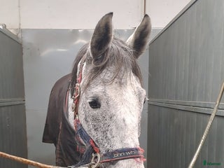 hästar Västervik med omnejd! i Västervik - Annons 2