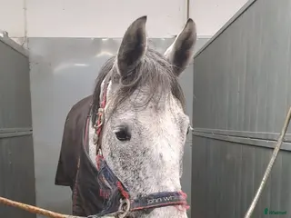 hästar Västervik med omnejd! - Annons 7