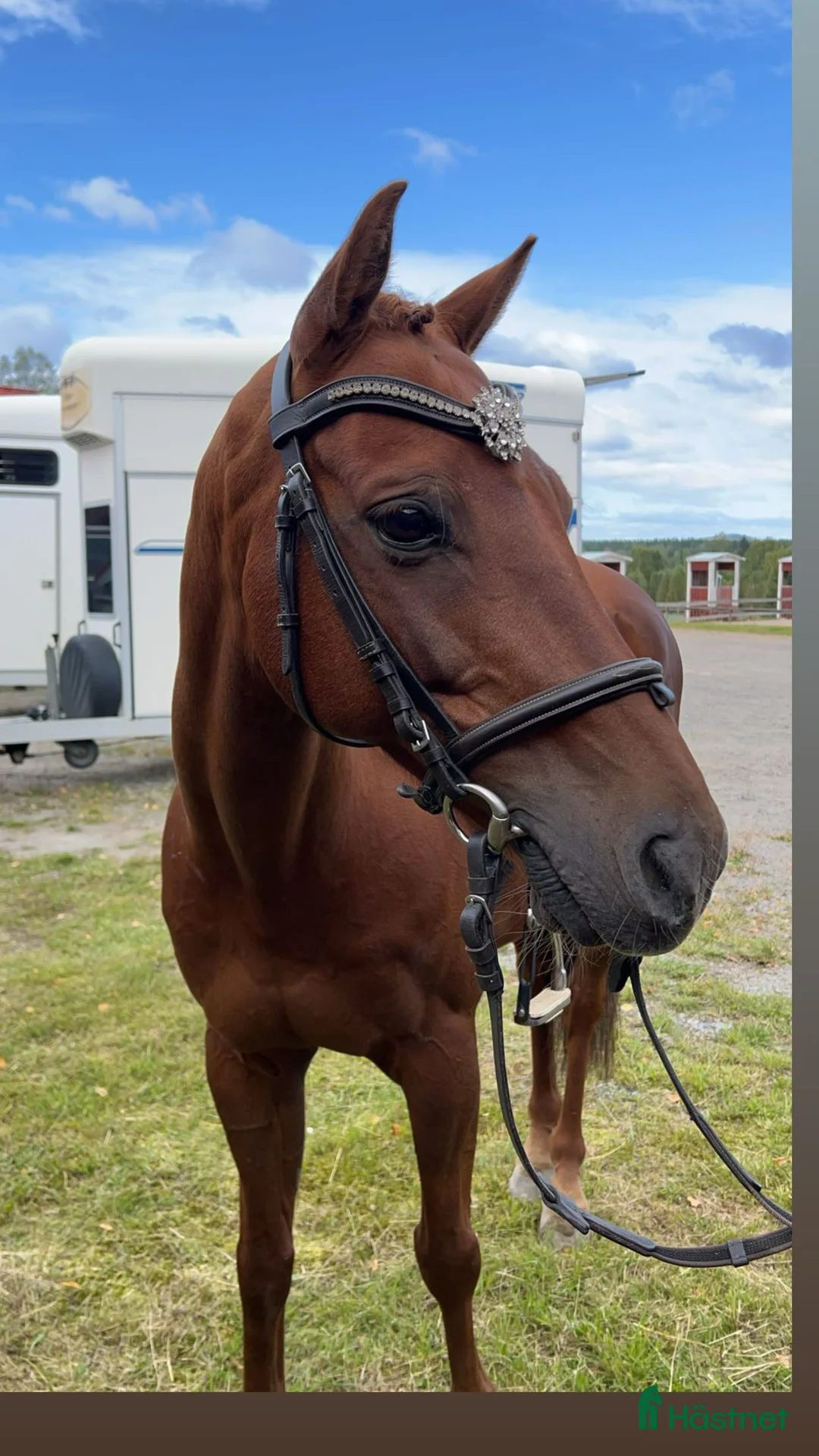 Allround hästar till salu: Mys Prinsen i Sundsvall - Annons 2