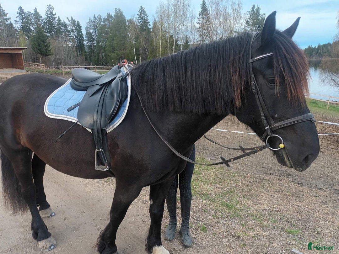 Allround hästar till salu: Skogsmulle söker nytt hem i Matfors - Annons 3