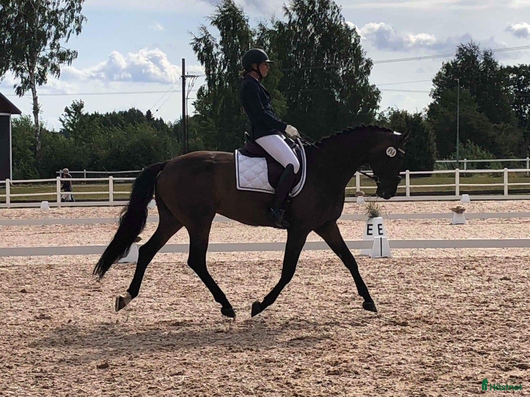 Allround hästar till salu: Underbart sto för den som söker en bästa vän i Ulricehamn - Annons 1