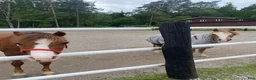  medryttarhäst finnes: 🐴 Medryttare sökes till Karlshems ponnyklubb 🐴 - Annons 2