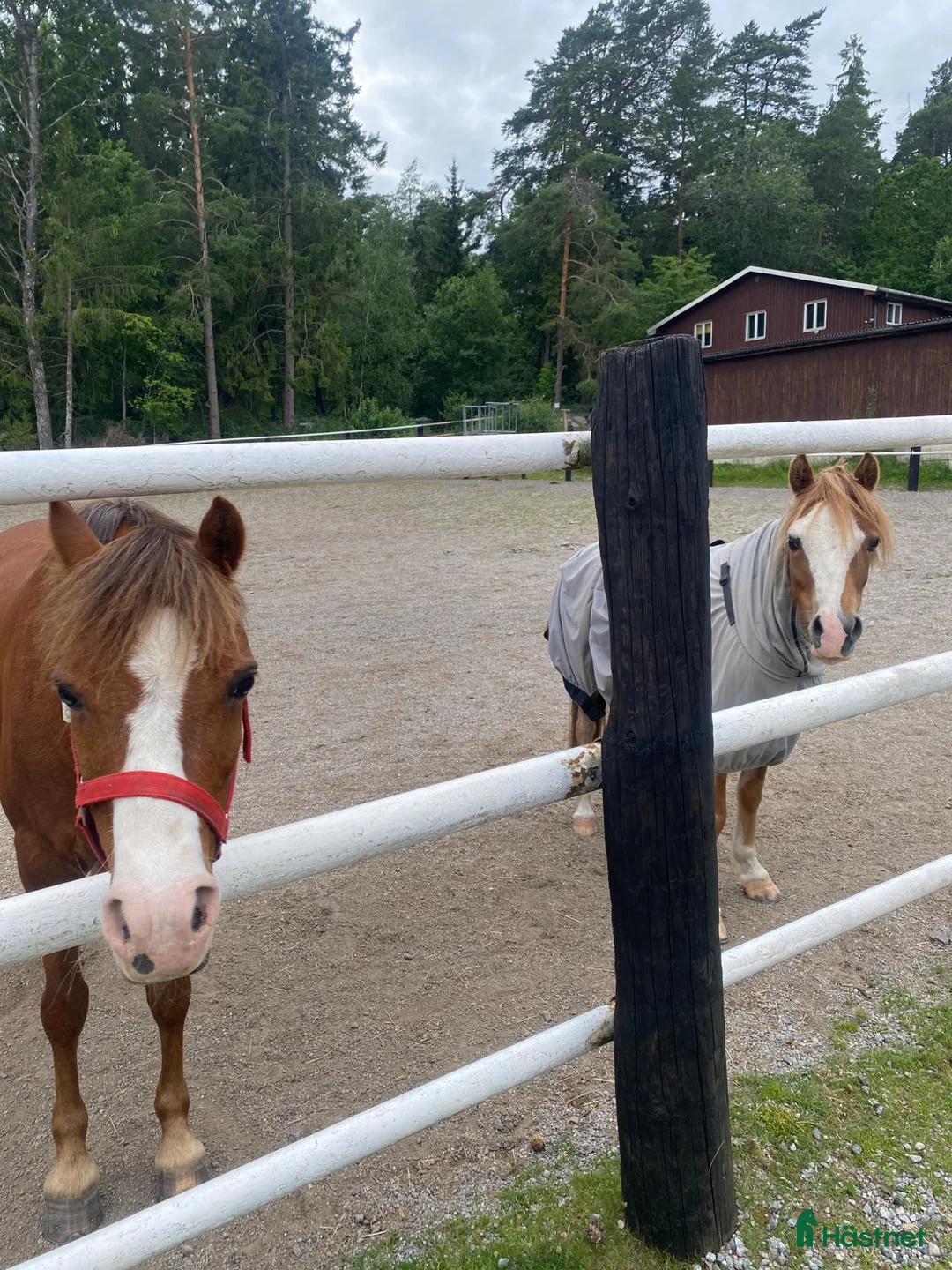  medryttarhäst finnes: 🐴 Medryttare sökes till Karlshems ponnyklubb 🐴 - Annons 2