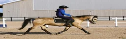 Allround hästar till salu: Ponny för hobby eller som projekt - Annons 7