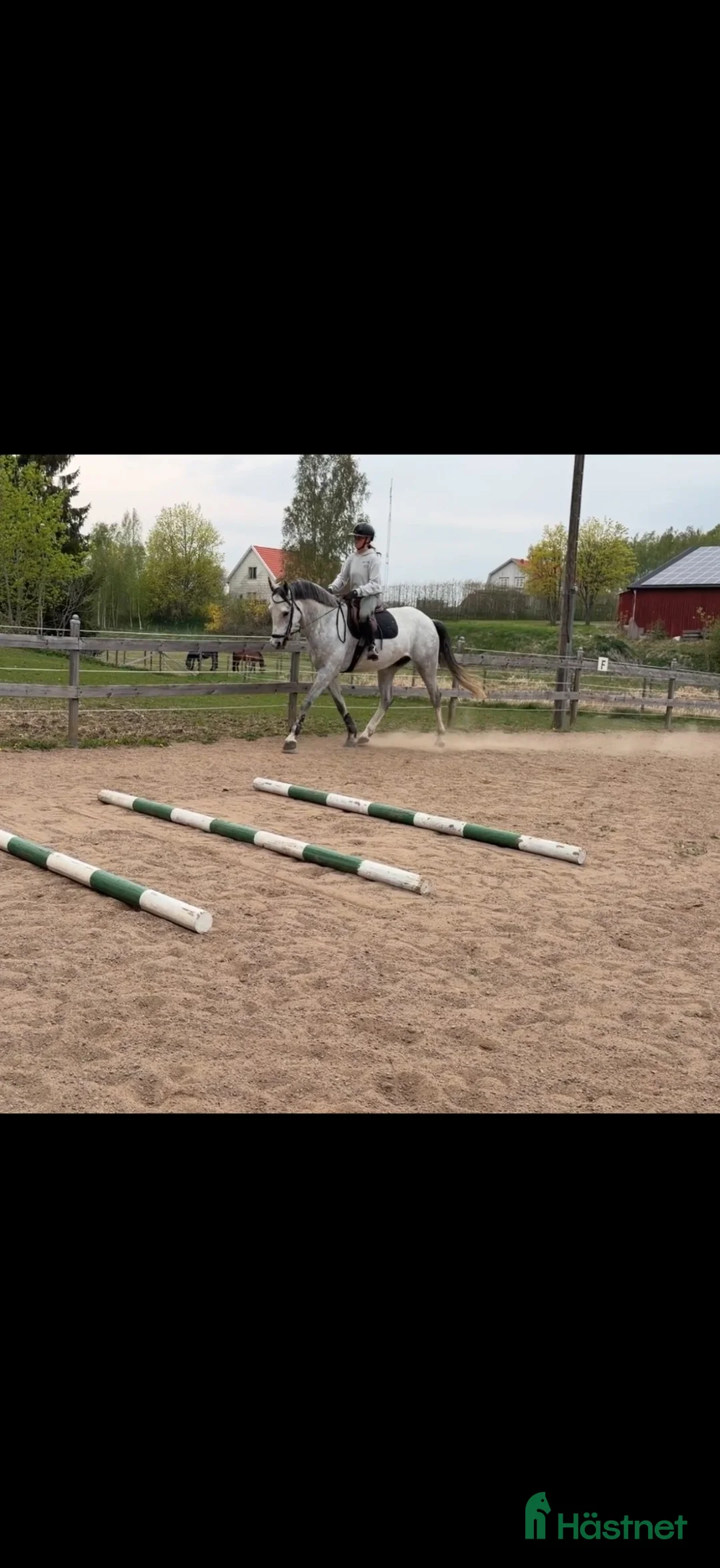 Allround hästar till salu: Trevlig 4 åring - Annons 1