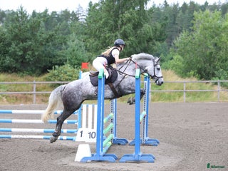 hästar i Spekeröd - Annons 8