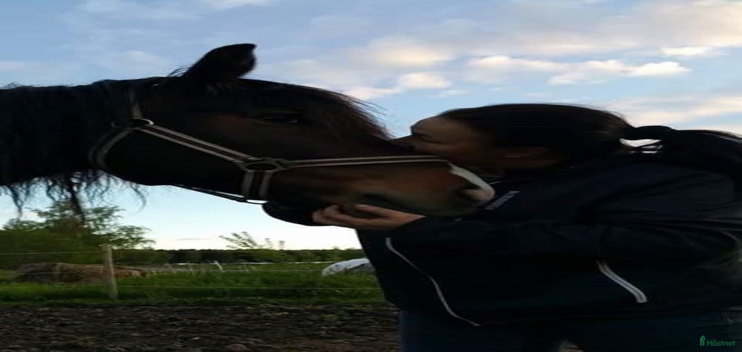 Galleribild {{count}}