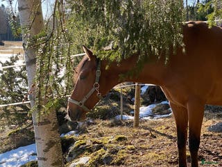 hästar Trevlig men känslig kille i Norrtälje - Annons 1