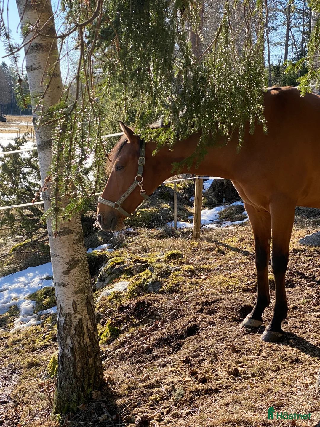 Working Equitation hästar till salu: Trevlig men känslig kille  i Norrtälje - Annons 1