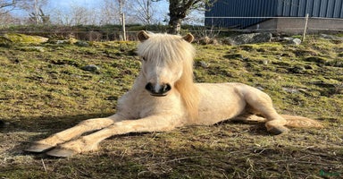  hästar i Överlida - Annons 7