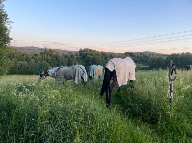 stallplats Stallplats i Djurmo/Gagnef i Djurmo - Annons 7