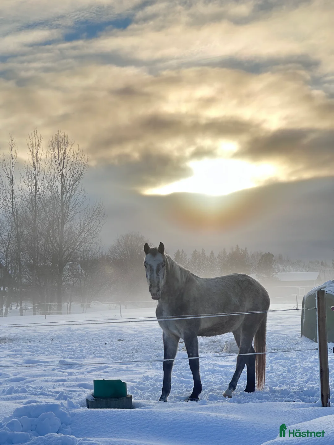 Allround hästar till salu: En vän för framtiden🌟 - Annons 8