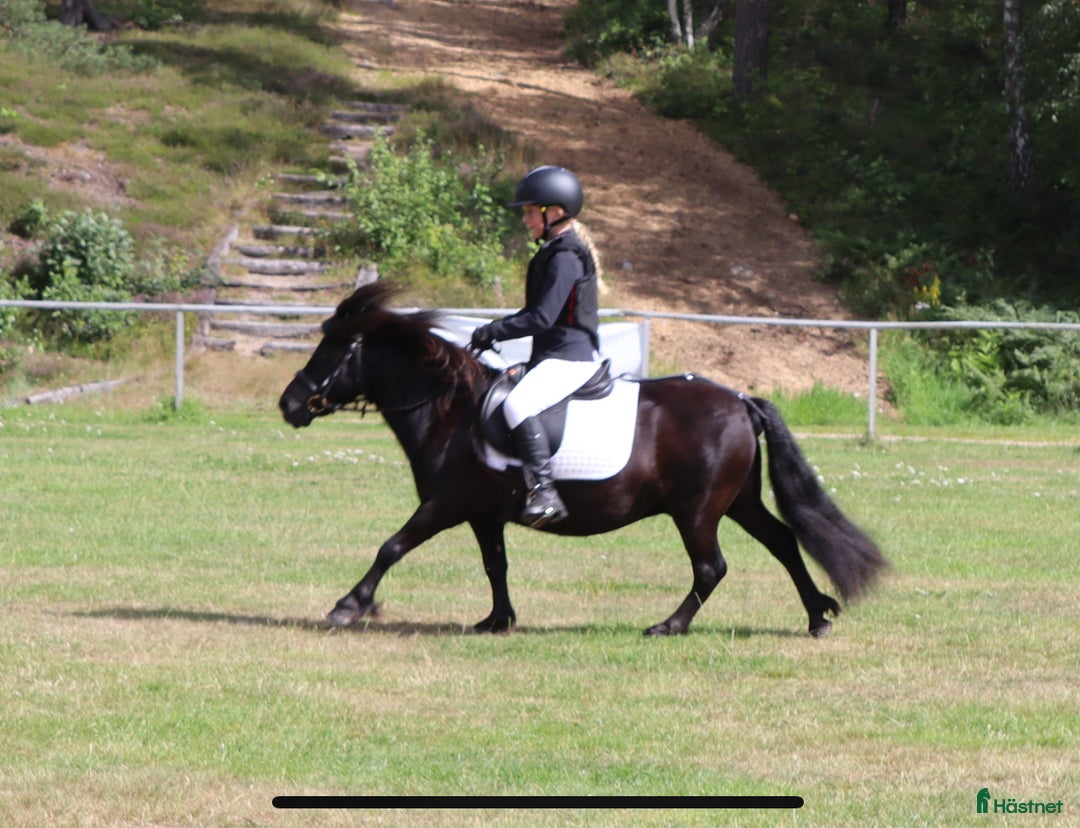 Allround hästar till salu: Barnens bästa vän i Trelleborg - Annons 16