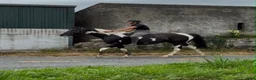 Allround hästar till salu: Beautiful coloured mare  - Annons 13