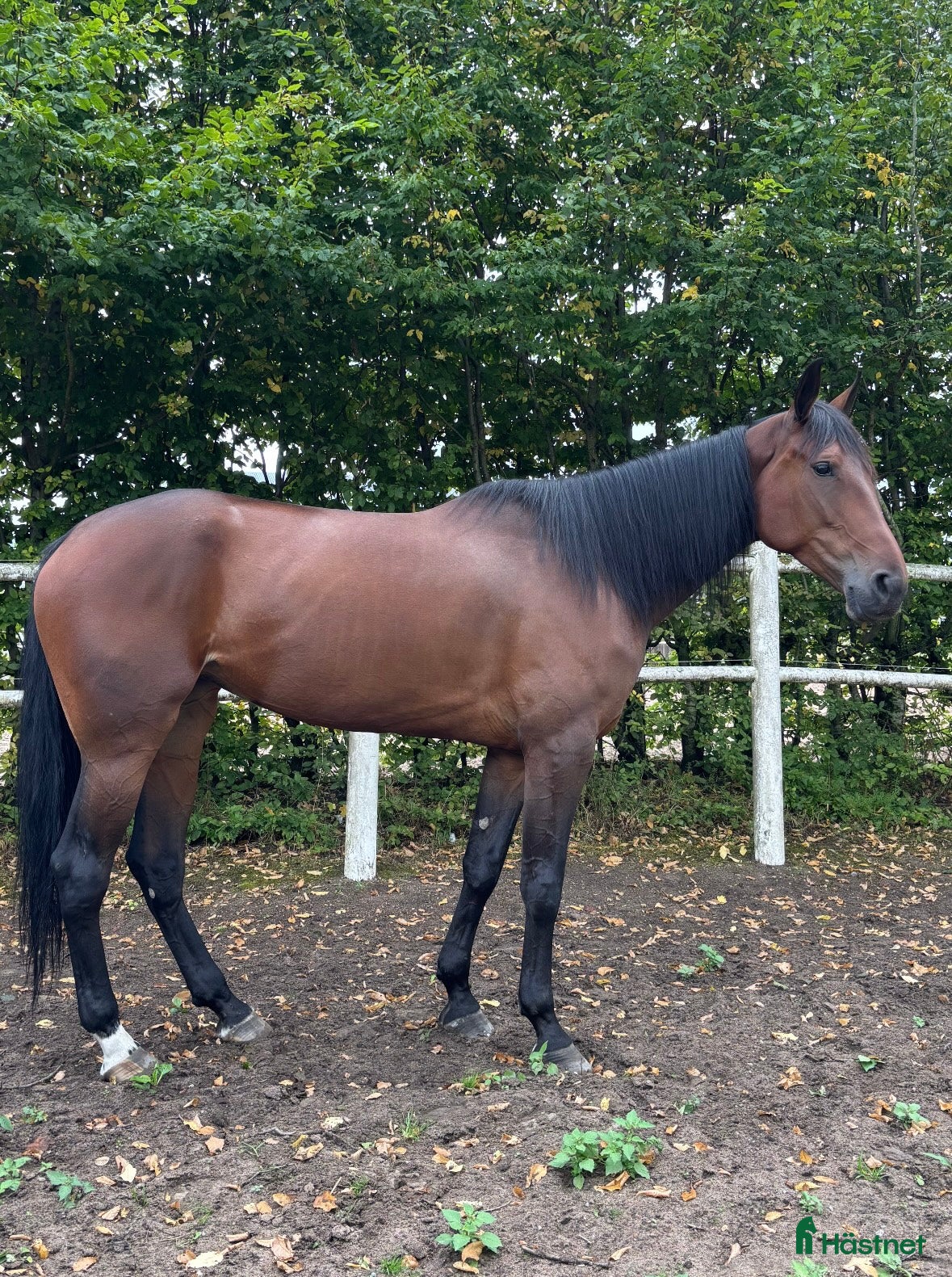  hästar Vackert och trevligt sto söker föralltid hem - Annons 6