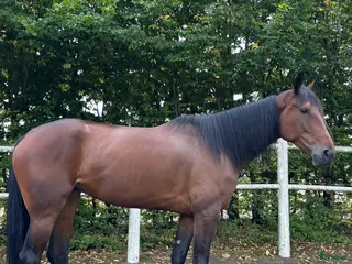 hästar Vackert och trevligt sto söker föralltid hem - Annons 13