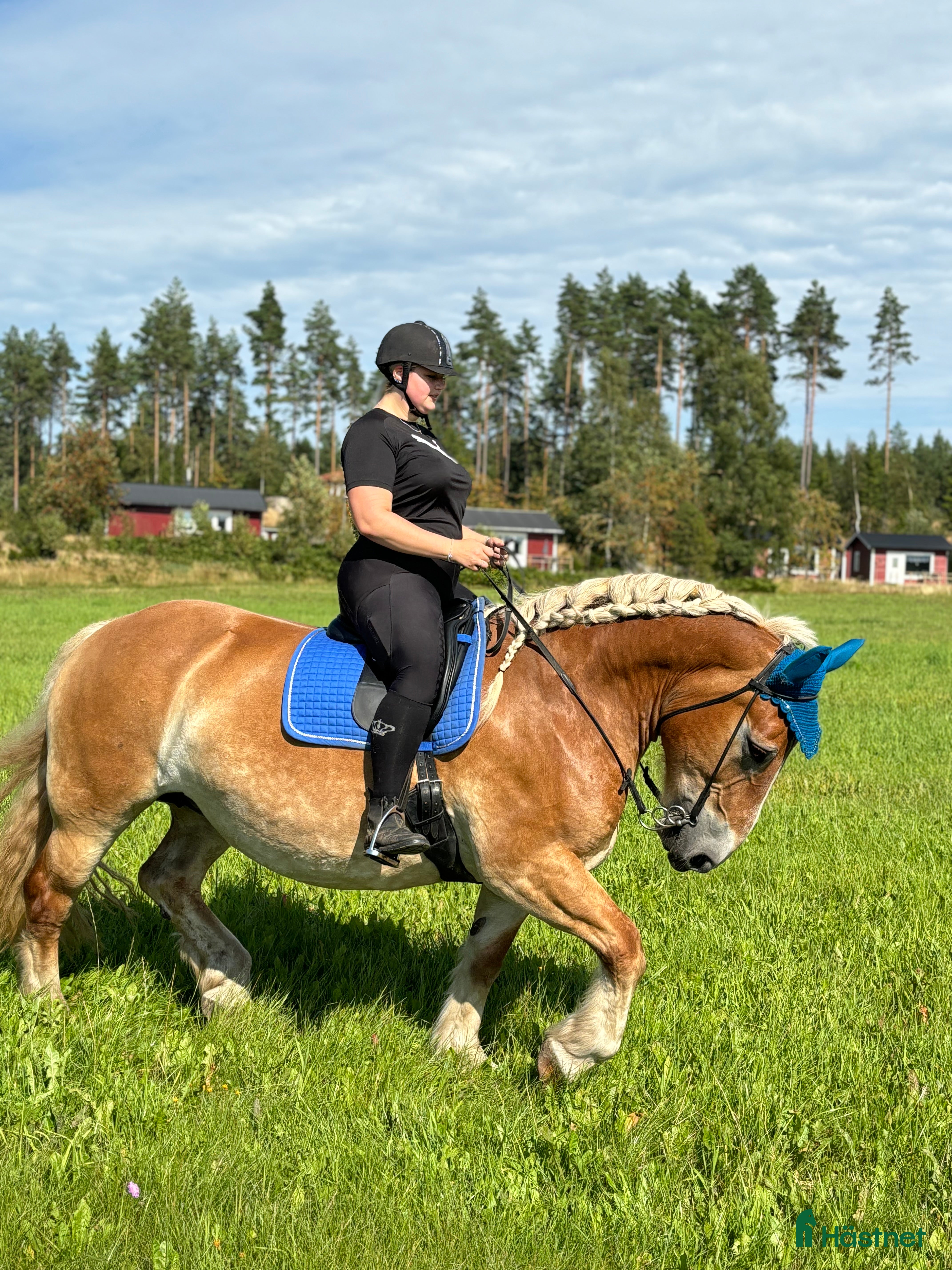  hästar Bästavän sökes🥰 - Annons 6