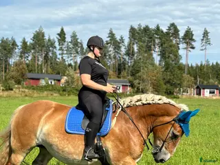 hästar Bästavän sökes🥰 - Annons 6