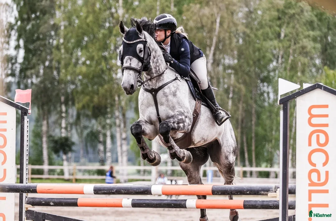 Hoppning hästar till salu: Rolig tävlingskompis i Hudiksvall - Annons 5