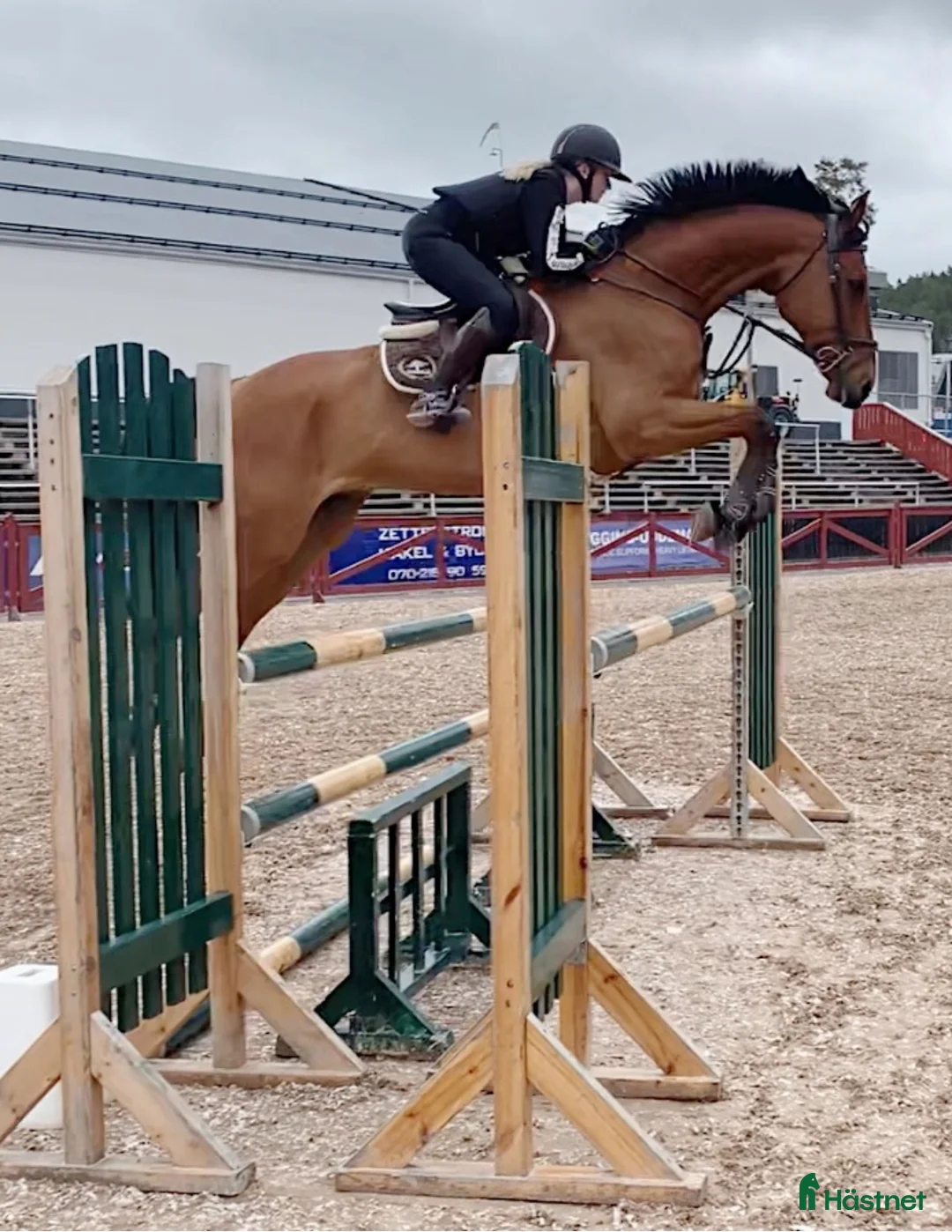 Hoppning hästar till salu: SWB valack - Annons 1