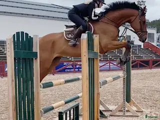 hästar SWB valack - Annons 7