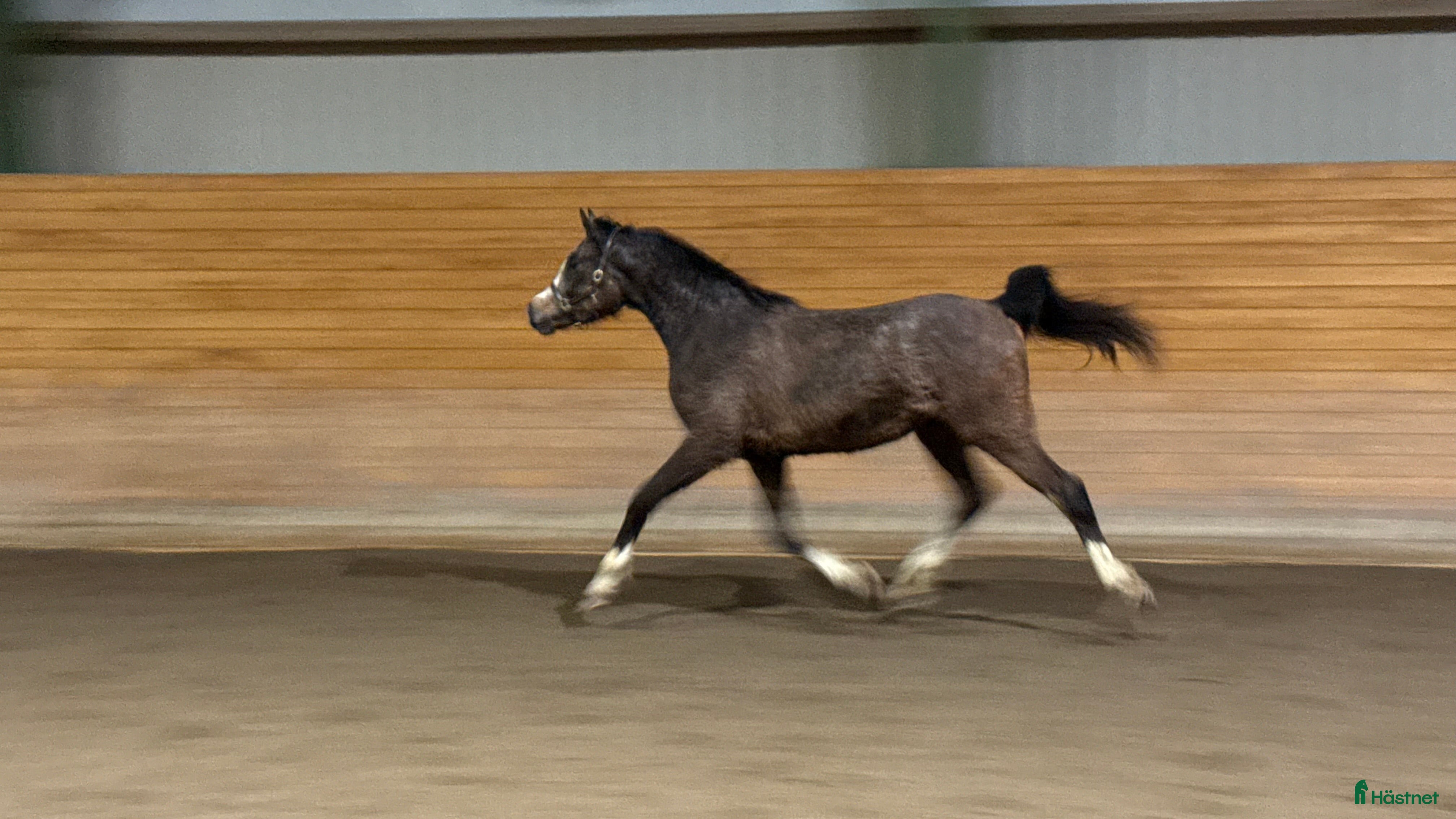  hästar Stort arabsto!  - Annons 4