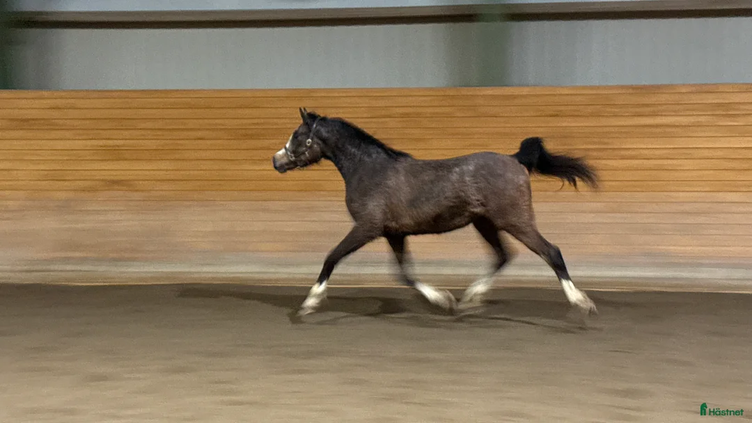 Allround hästar till salu: Stort arabsto!  - Annons 1