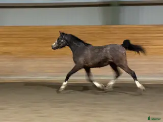 hästar Stort arabsto! - Annons 4