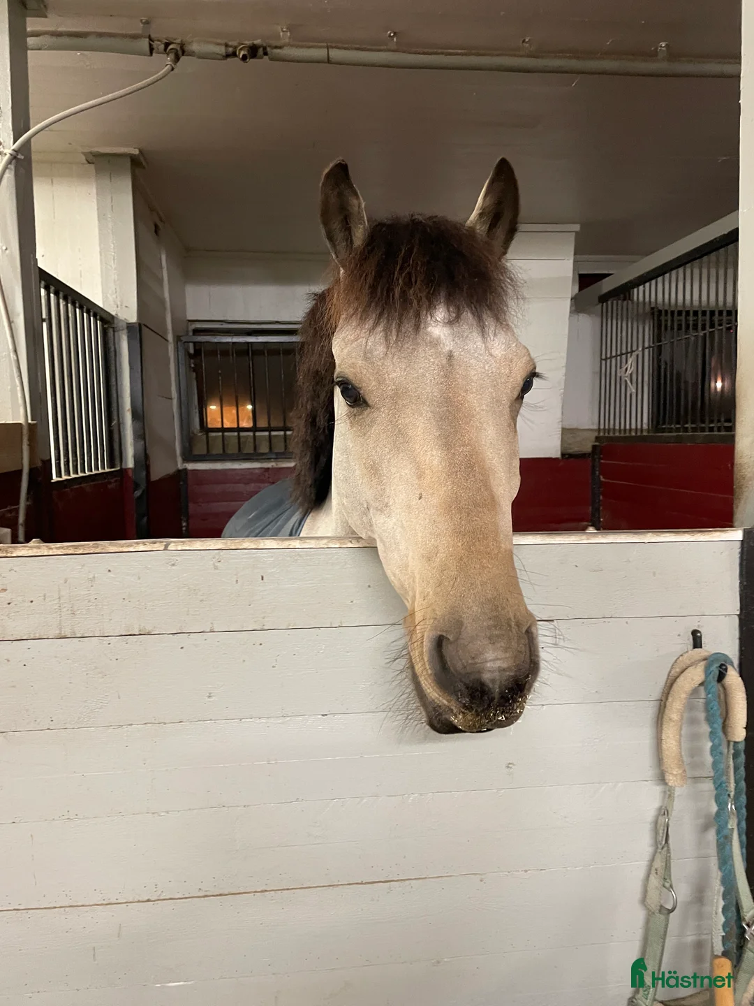  stallplats finnes: Boxplatser med fullservice i Upplands Väsby - Annons 1