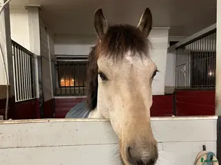 stallplats Boxplatser med fullservice i Upplands Väsby - Annons 12