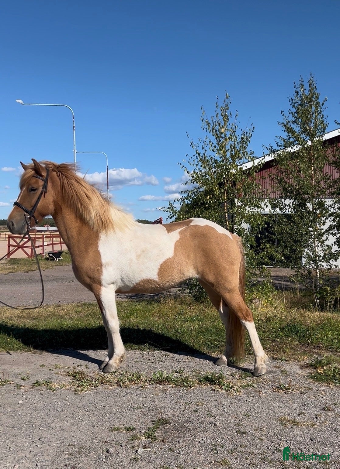  hästar Stort, välbyggt sto  - Annons 9
