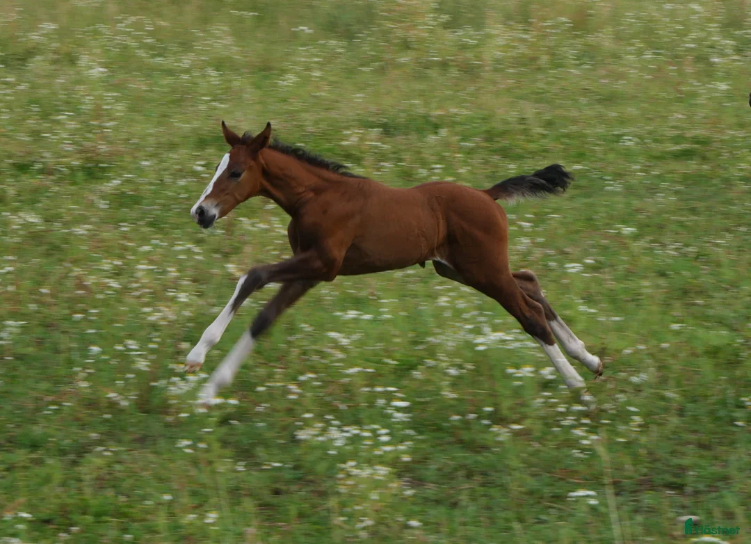 Allround hästar till salu: Snygg blivande dubbeltalang avlad för hållbarhet  i Kristinehamn - Annons 8