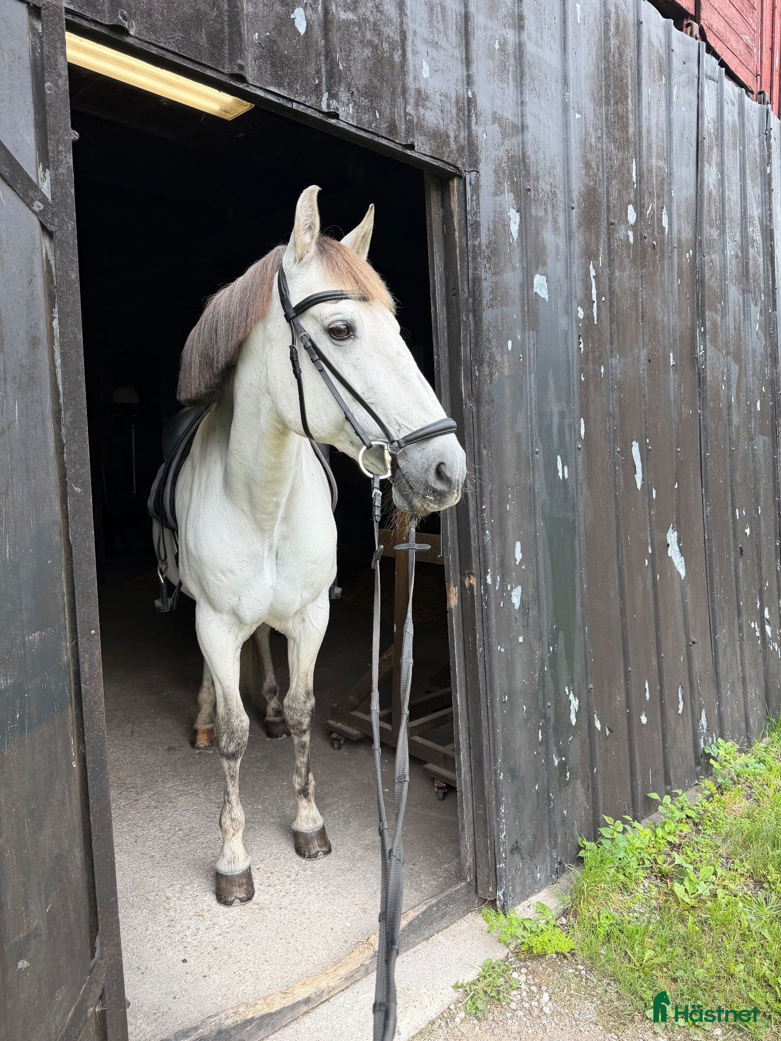  hästar Fodervärd sökes  - Annons 12