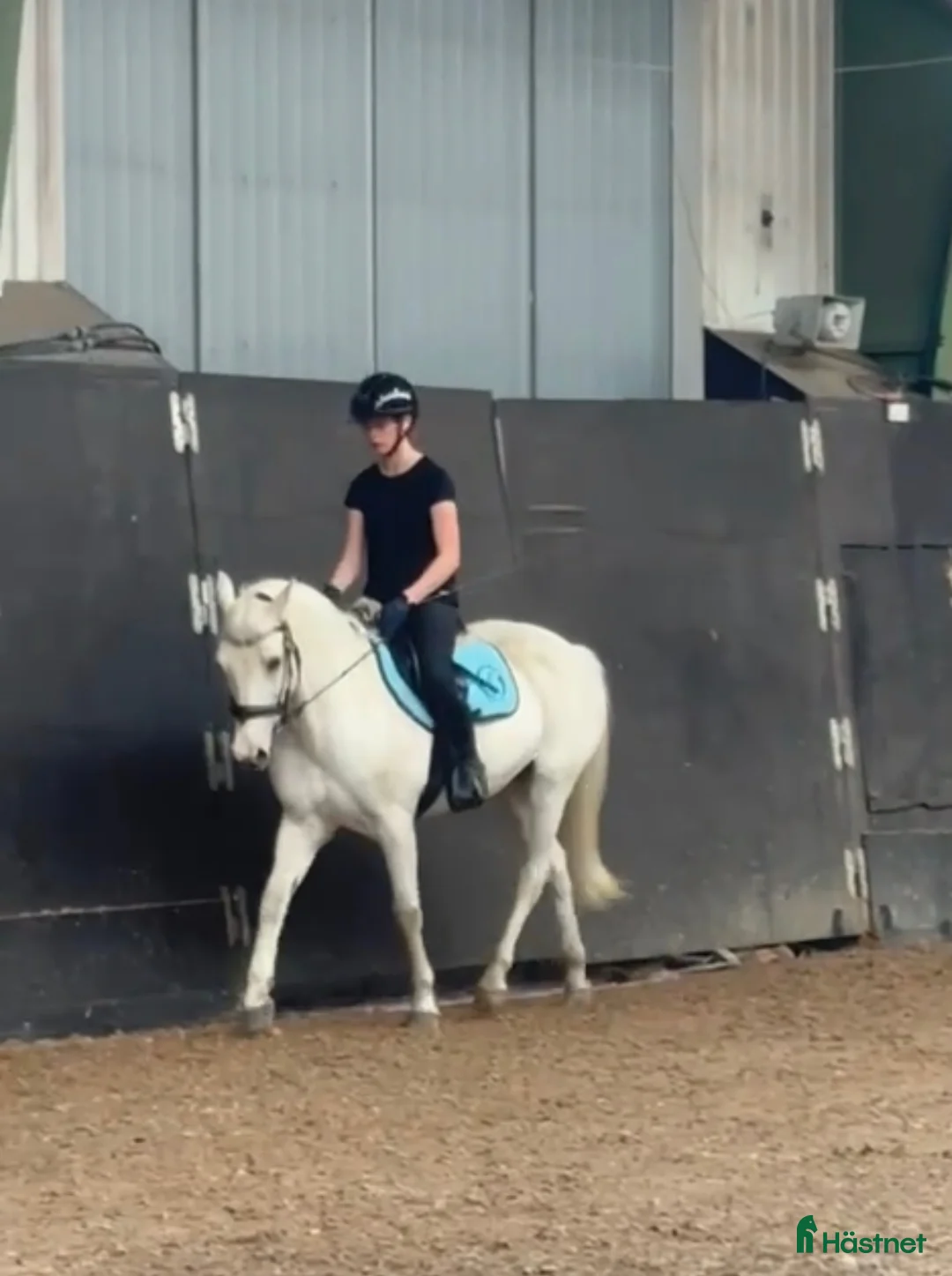 Allround hästar sökes: Söker d-ponny  i Kungsbacka - Annons 2